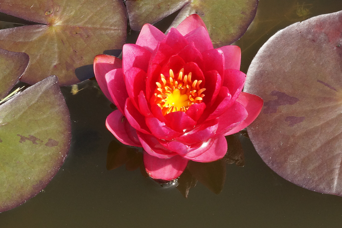 Nymphaea Hybride 'James Brydon' - Seerose