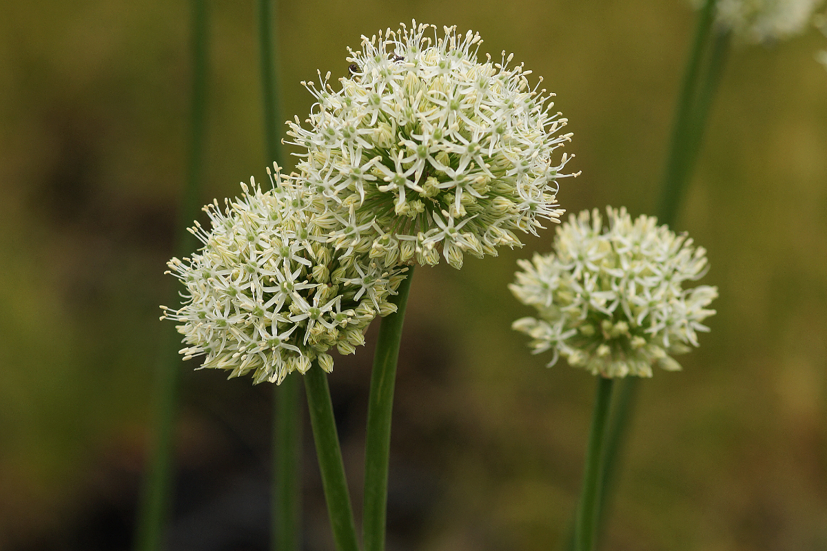 Allium Hybride 'Mount Everest' - Zierlauch, Paukenschläger-Lauch