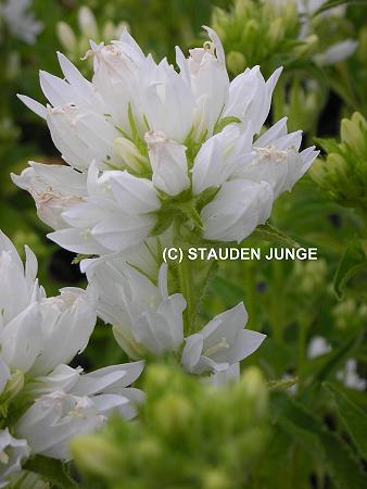 Campanula glomerata 'Alba'