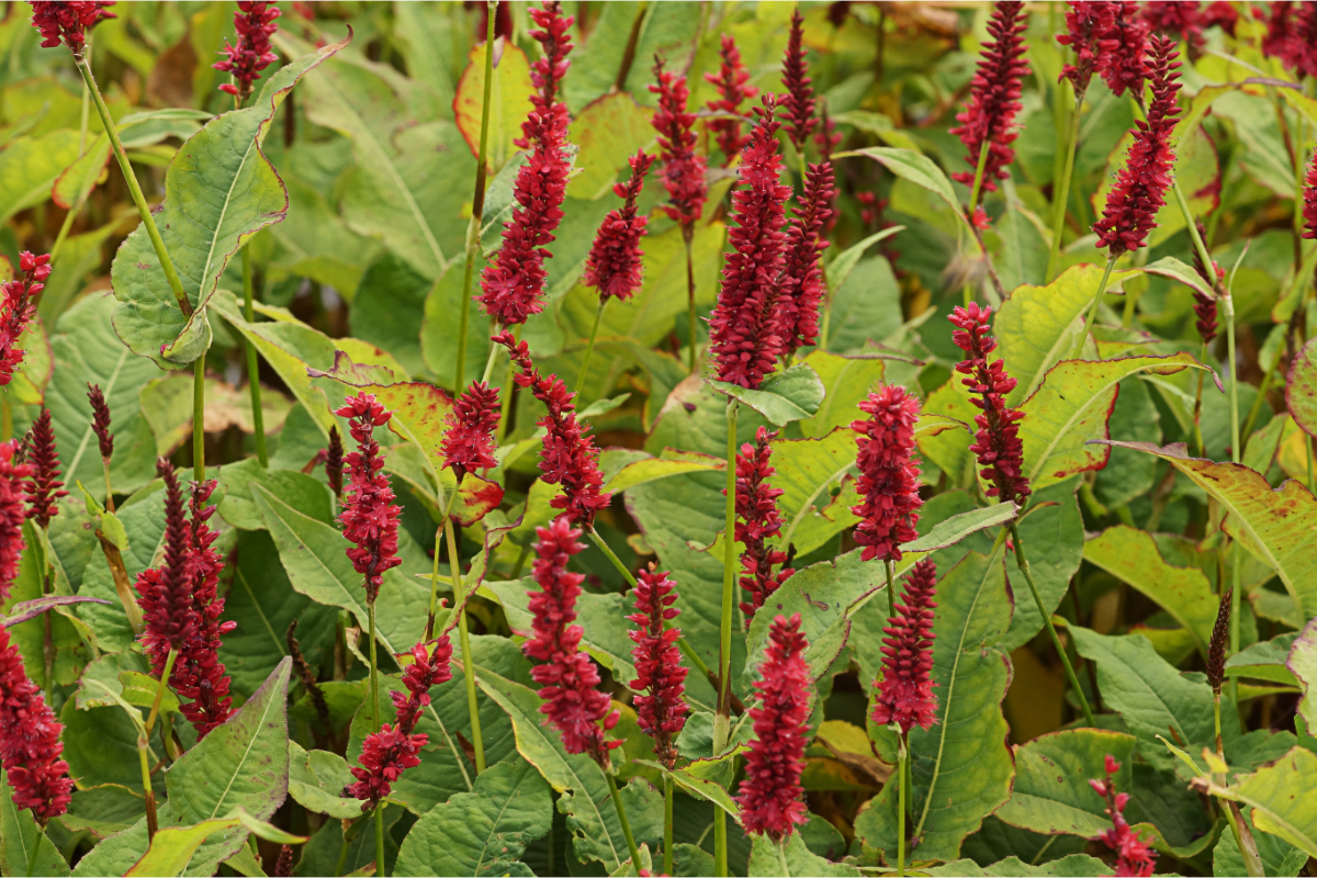 Bistorta amplexicaulis 'Blackfield' (R)