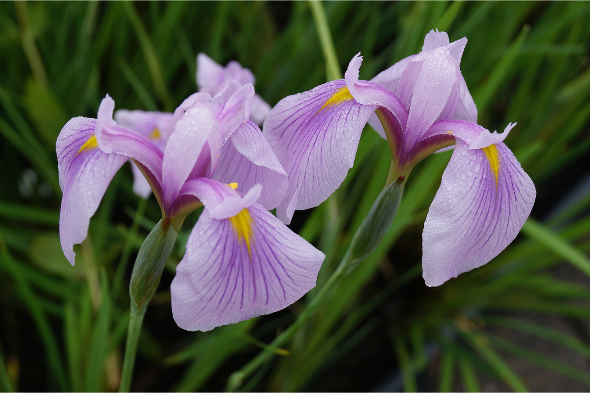 Iris ensata 'Sweet Candy' - Japan-Schwertlilie