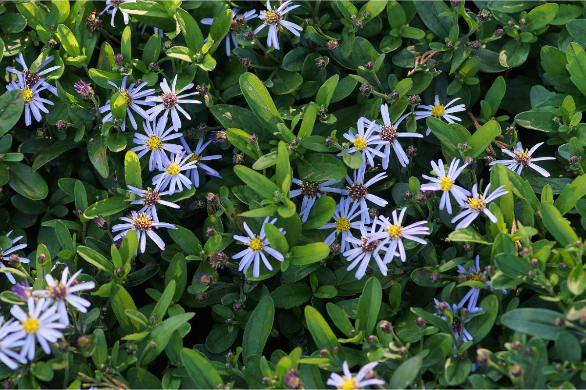 Aster ageratoides 'Adustus Nanus'