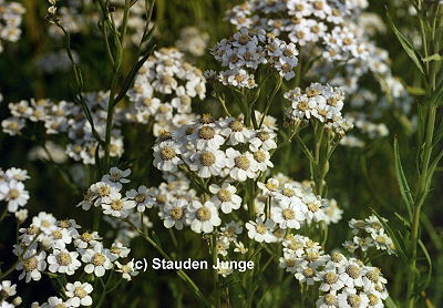 Achillea ptarmica