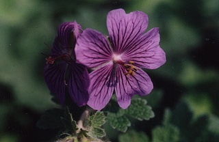 Geranium renardii 'Philippe Vapelle'
