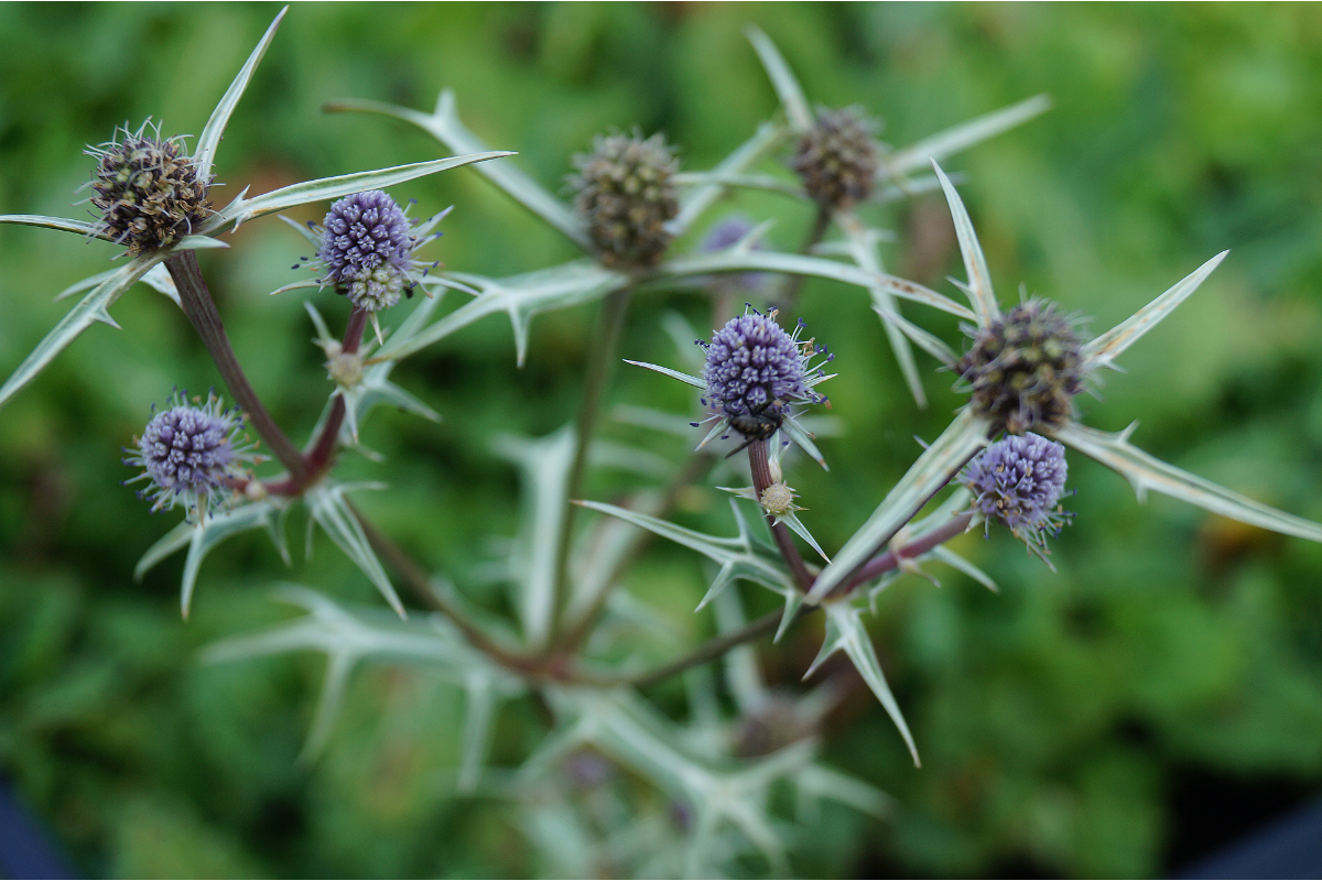 Eryngium variifolium