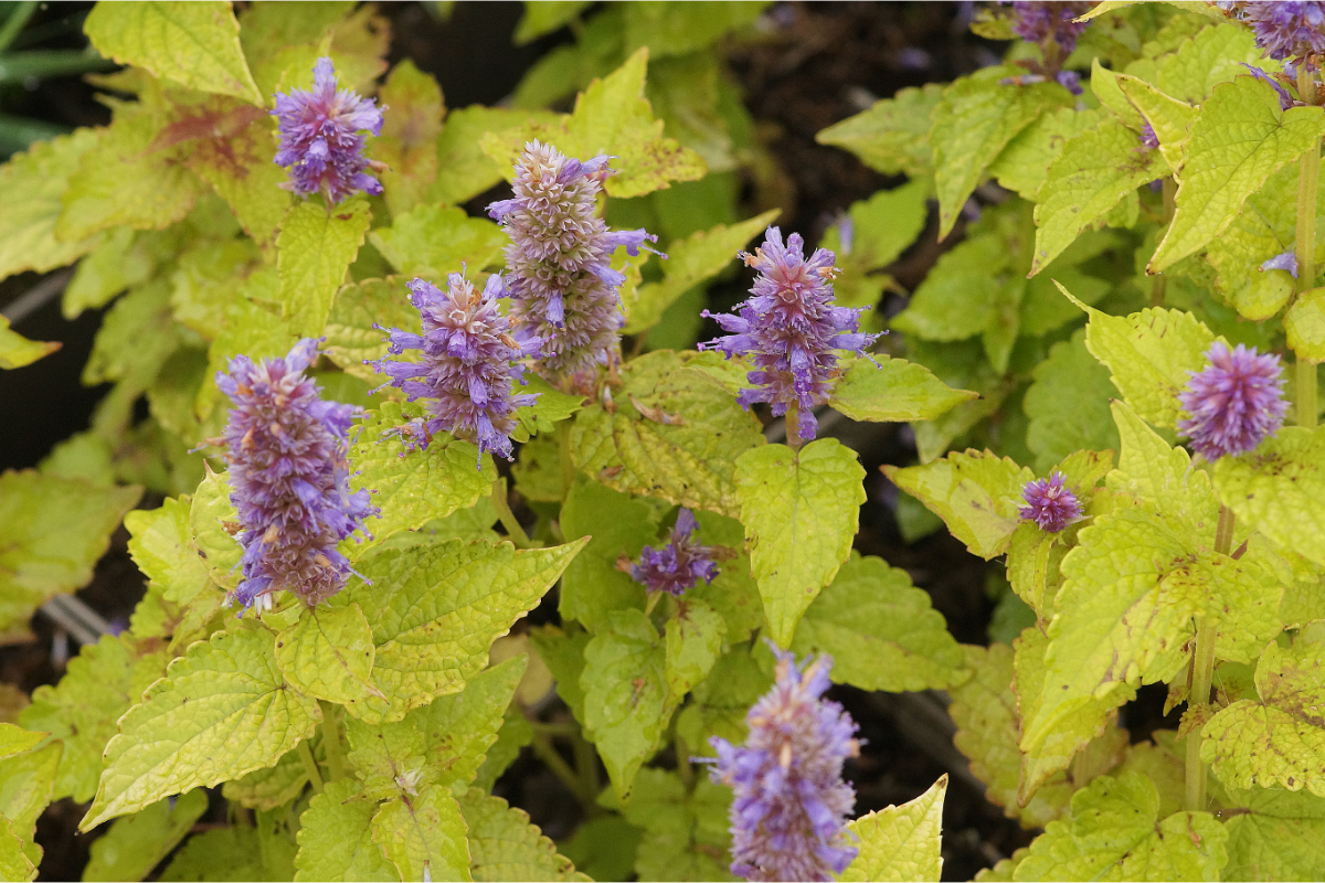 Agastache rugosa 'Golden Jubilee' - Duftnessel