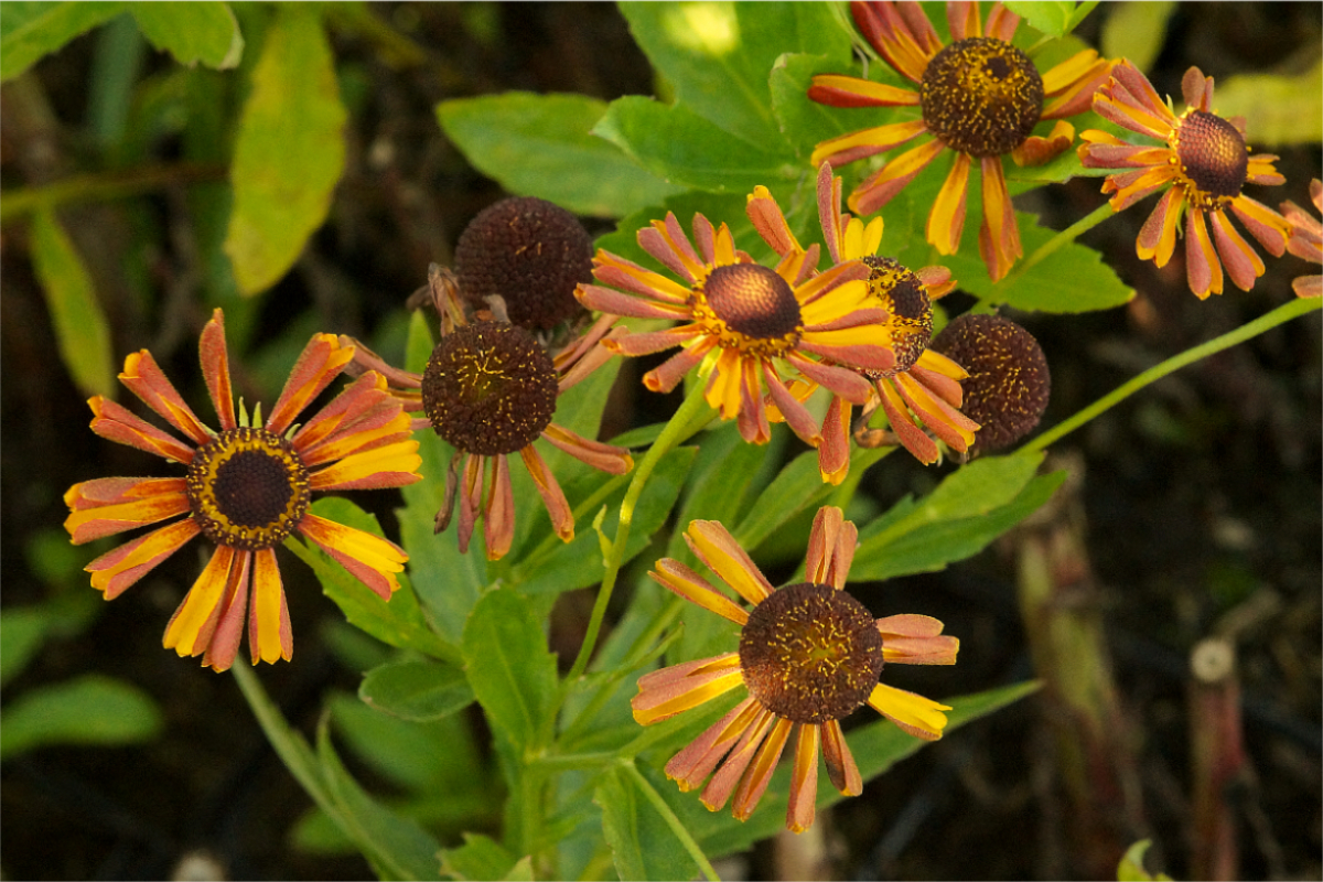 Helenium Hybride 'Loysder Wieck' - Sonnenbraut