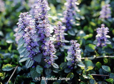 Ajuga reptans - Günsel