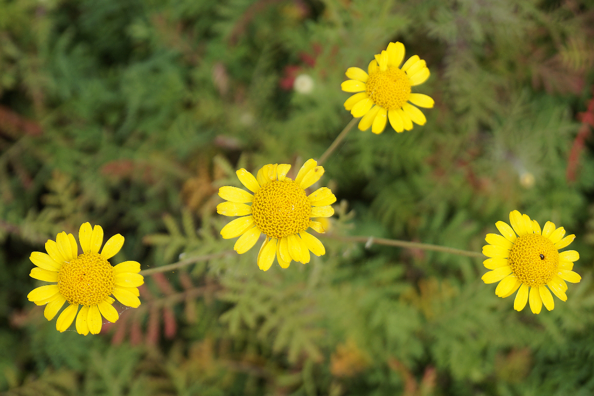 Anthemis tinctoria