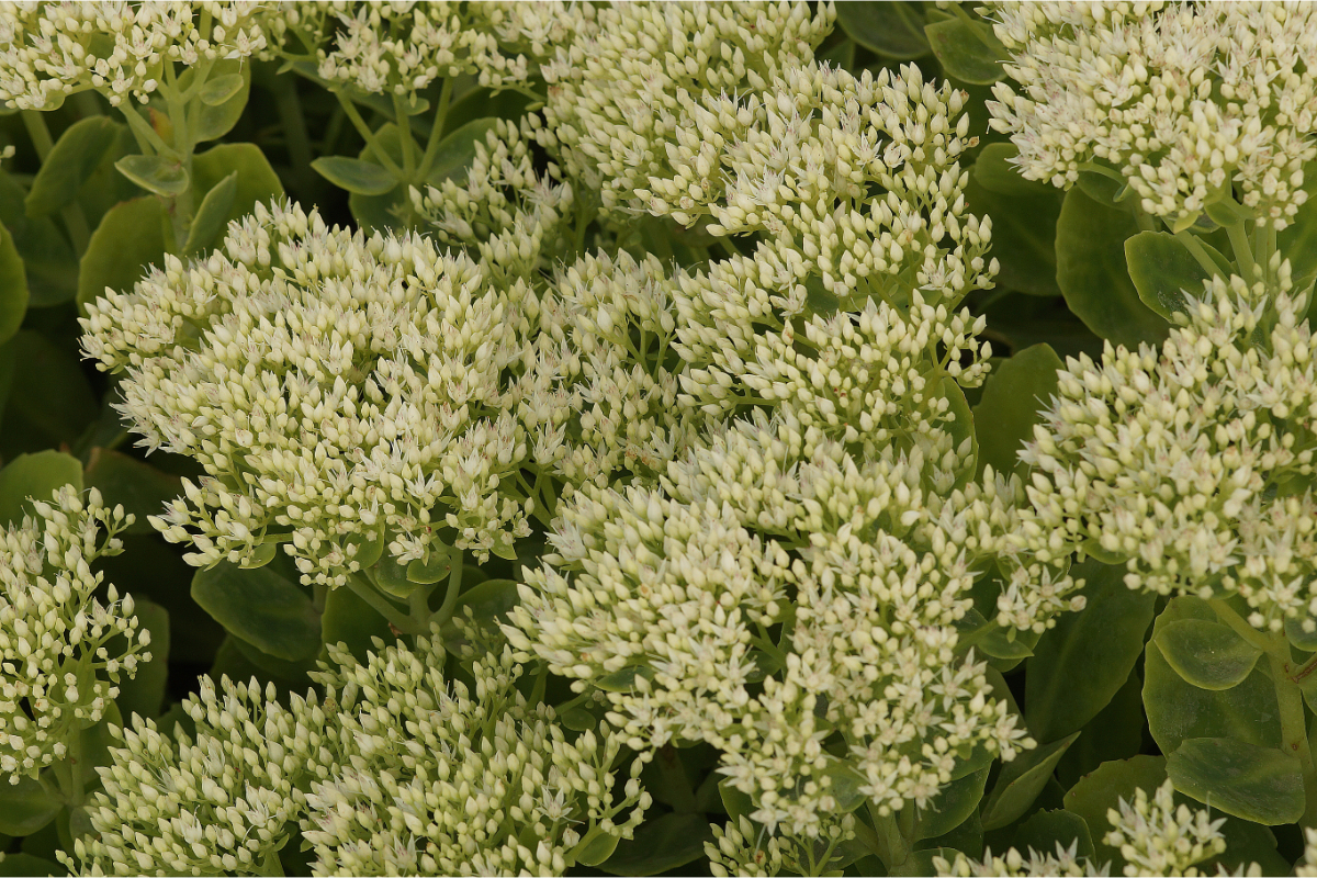 Sedum spectabile 'Stardust' - Fetthenne