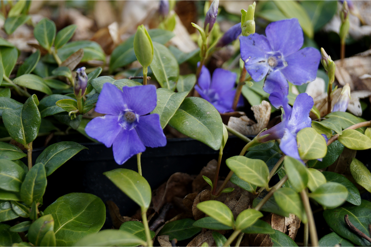 Vinca minor 'Bowles'