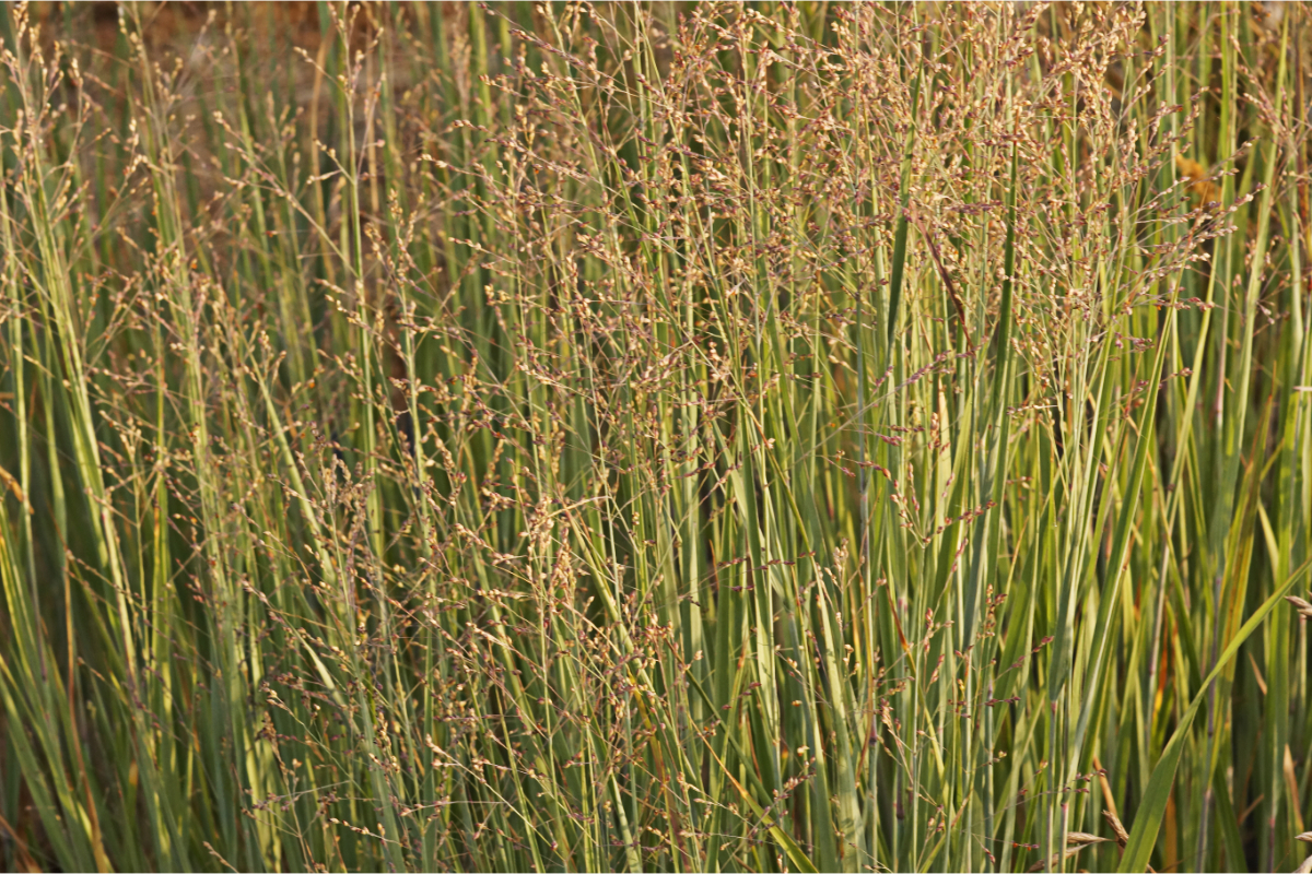Panicum virgatum 'Heavy Metal' - Bläuliche Rutenhirse