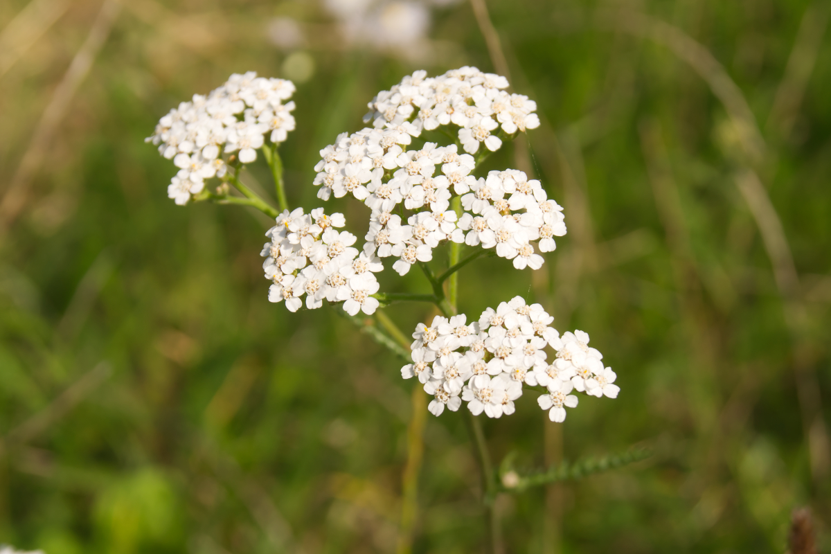 Achillea millefolium - Heimische Schafgarbe