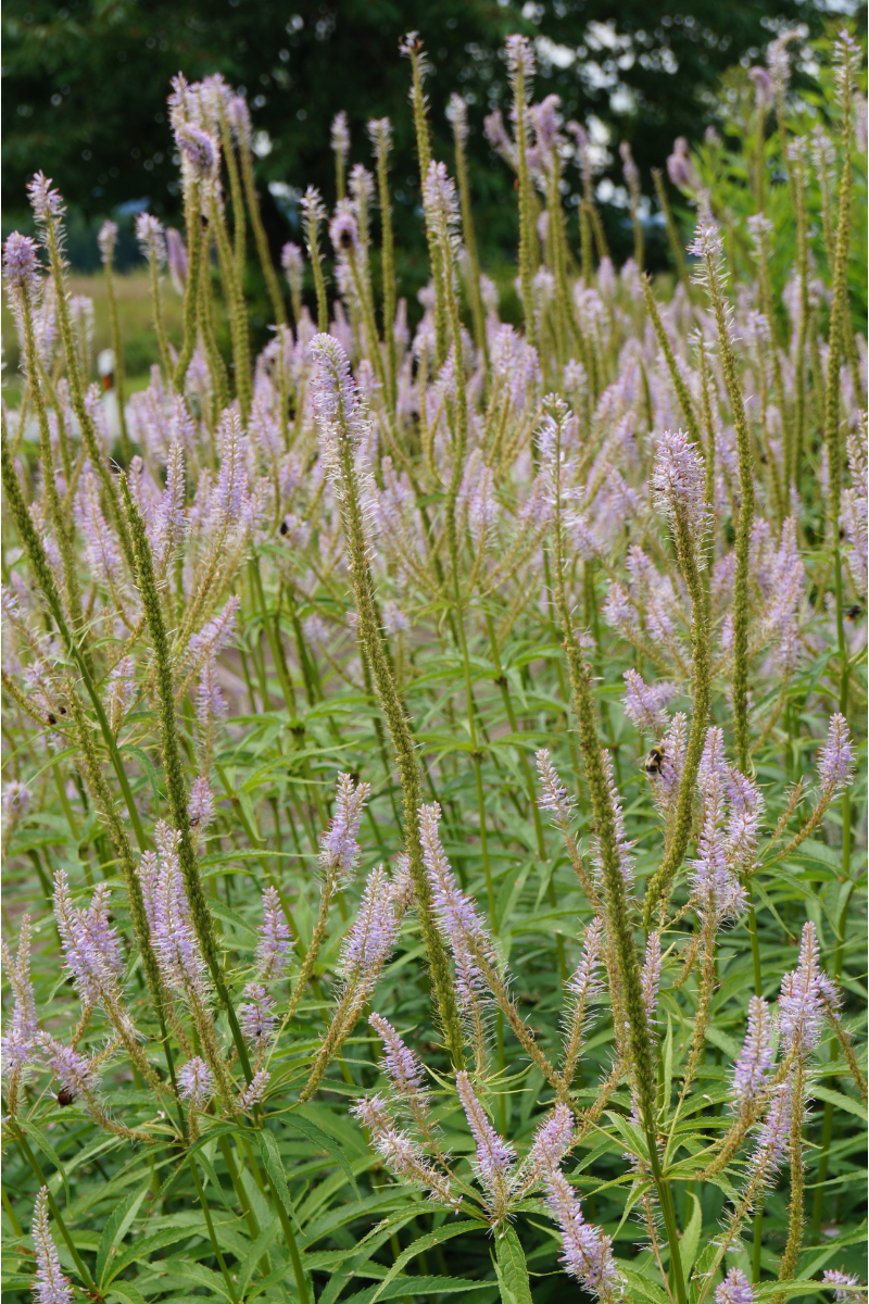 Veronicastrum (Veronica) virginicum 'Lavendelturm'