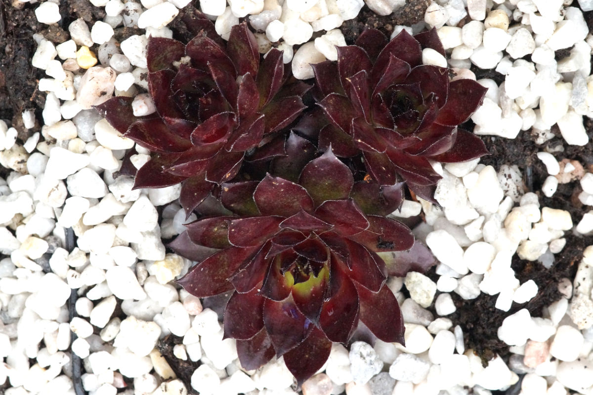 Sempervivum Tectorum-Hybr. 'Noir' - Dachwurz, Hauswurz