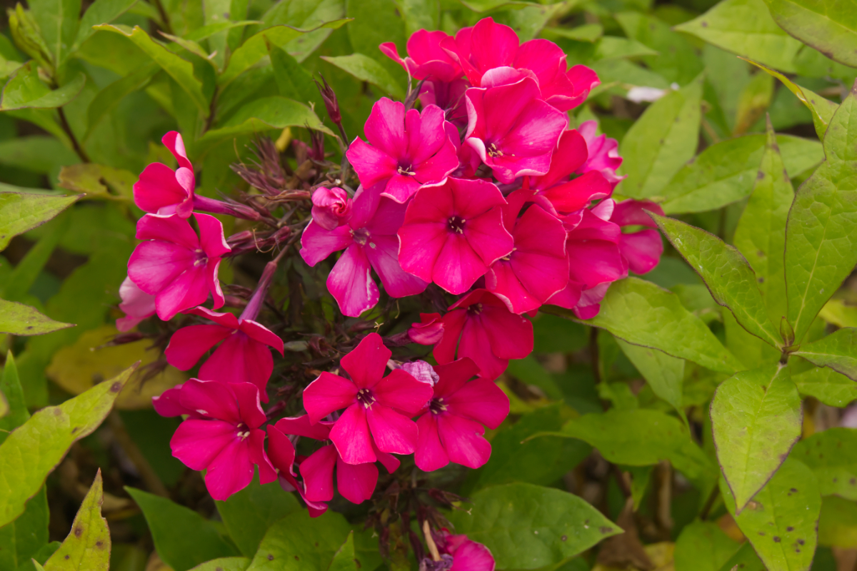 Phlox Paniculata-Hybr. 'Starfire' - Hohe Flammenblume