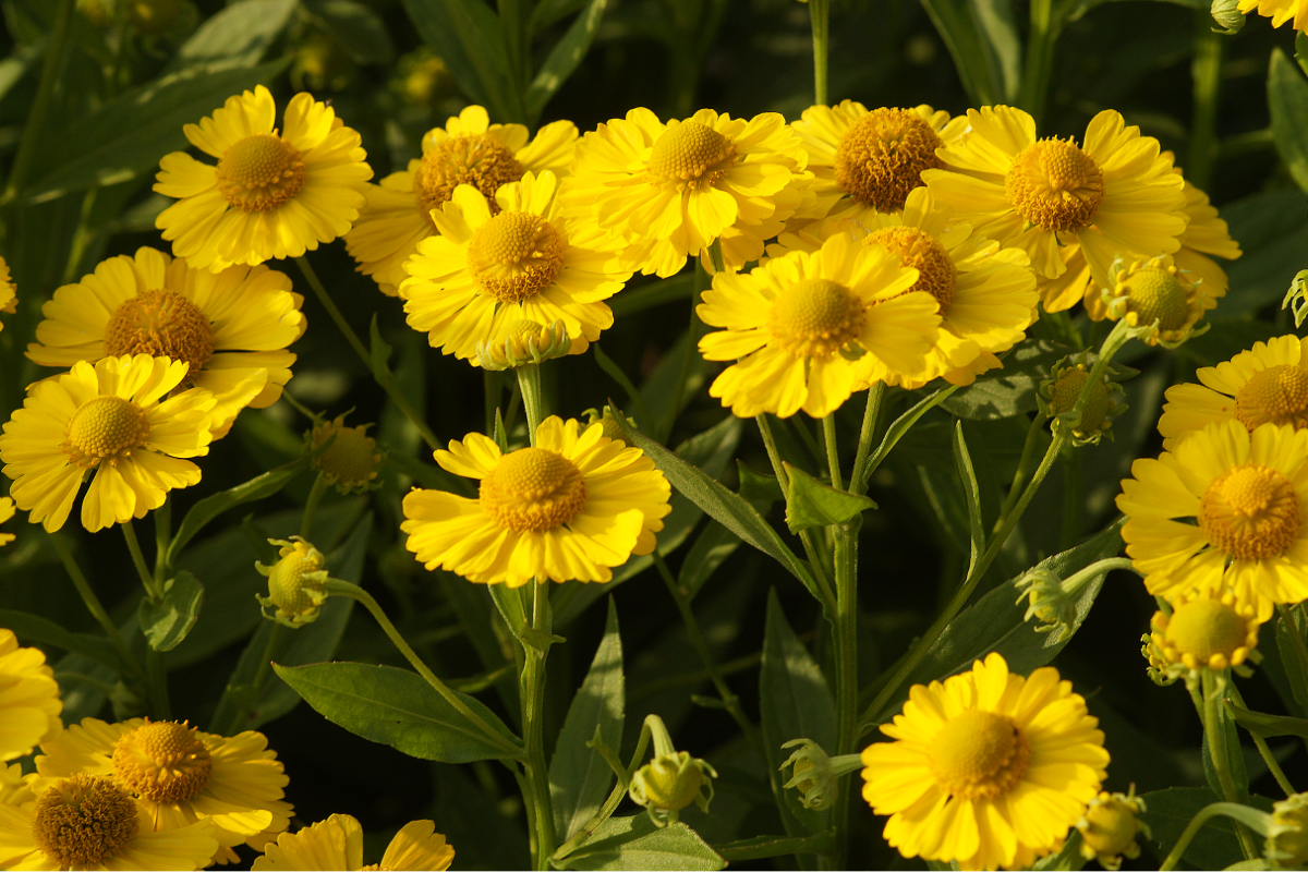 Helenium Hybride 'Kanaria' - Sonnenbraut