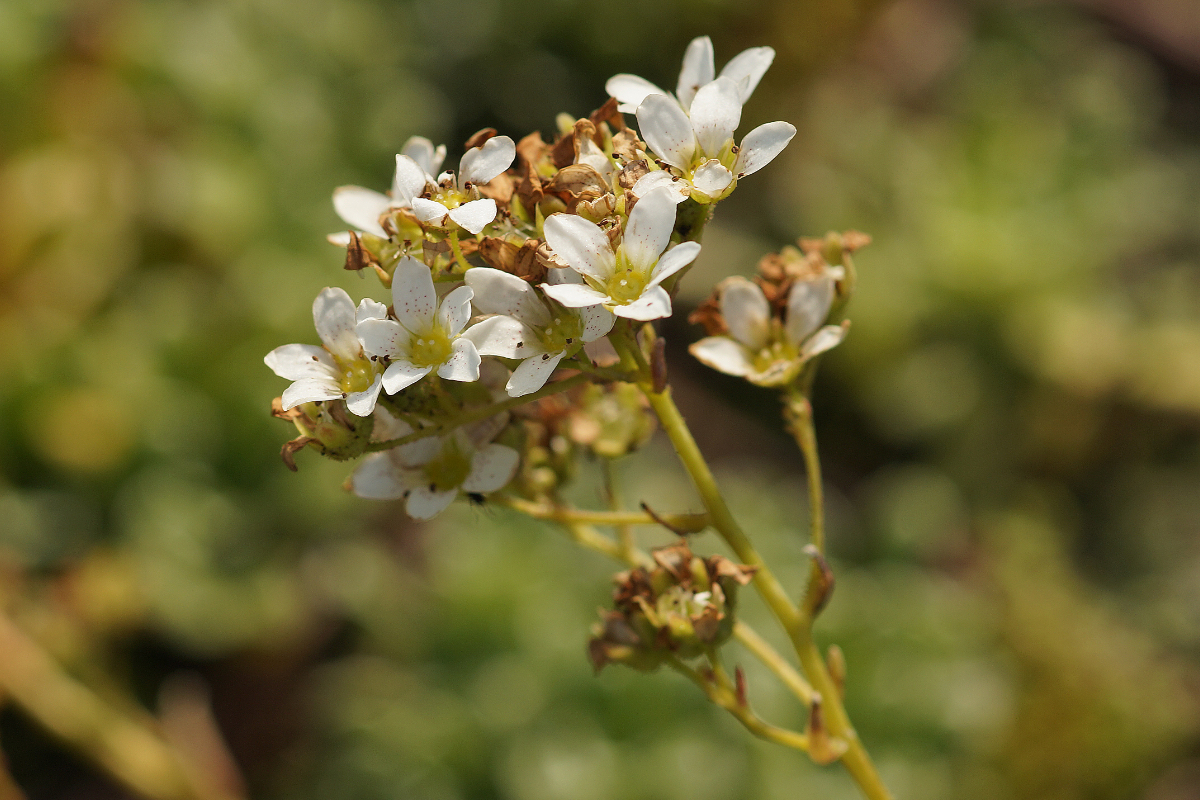 Saxifraga callosa lantoscana - Silberrosettensteinbrech