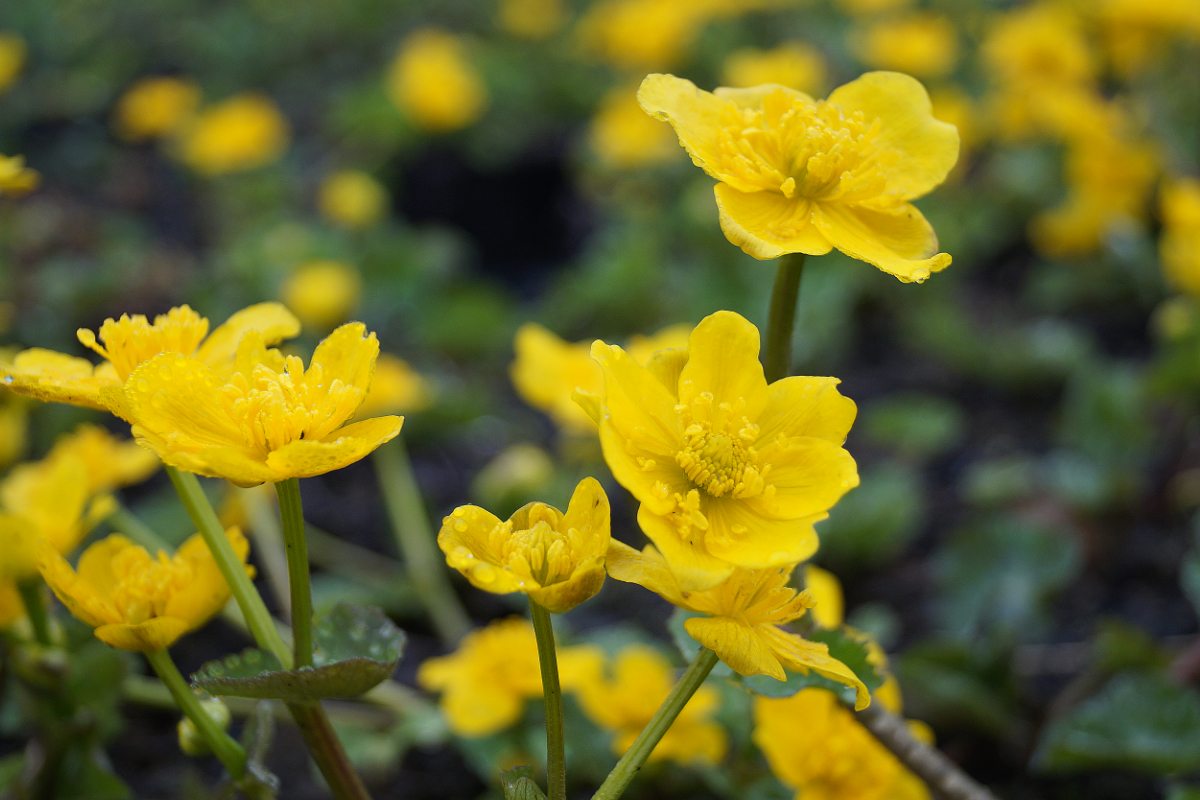 Caltha palustris - Sumpfdotterblume
