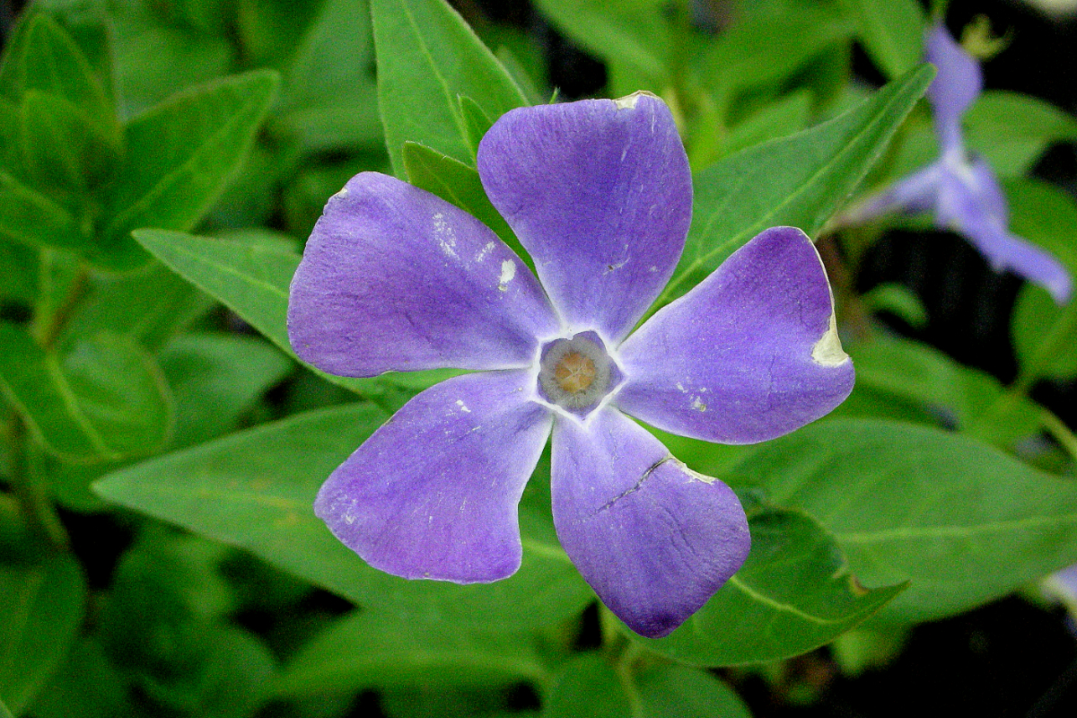 Vinca major