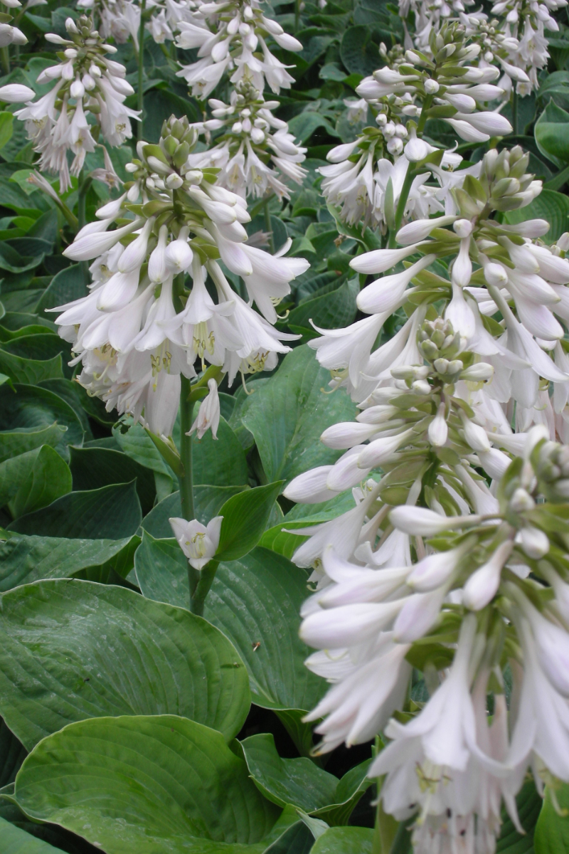 Hosta sieboldiana 'Elegans'