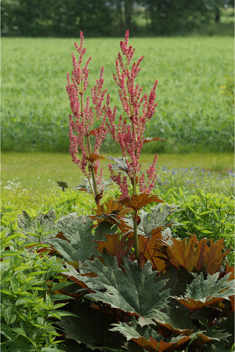 Rheum palmatum var. tanguticum