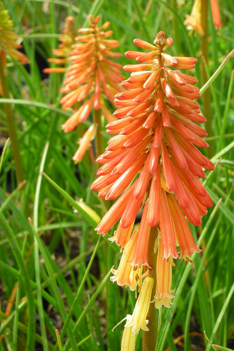 Kniphofia 'Papaya Popsicle' (R)