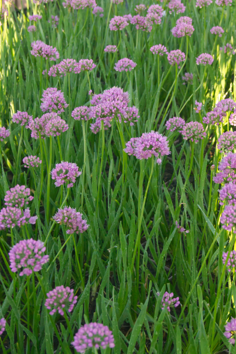 Allium senescens 'Millenium' - Sommerlauch, Berglauch