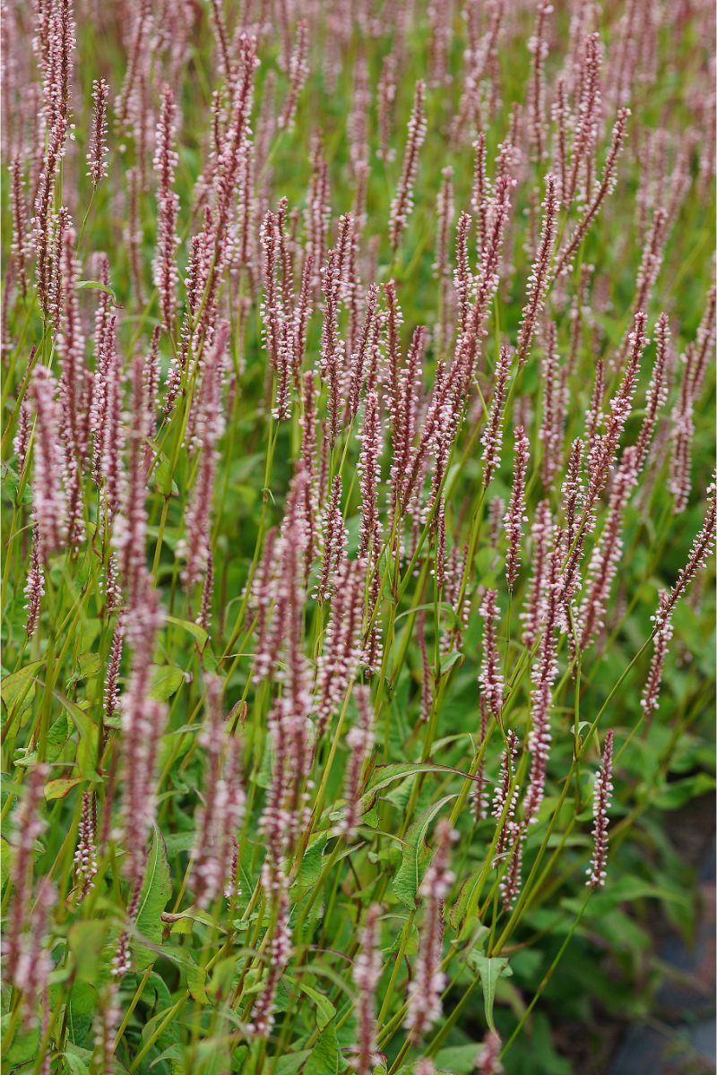 Bistorta amplexicaulis 'Rosea'