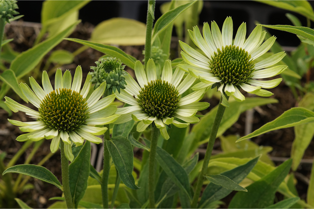 Echinacea purpurea 'Green Jewel'(R) - Sonnenhut
