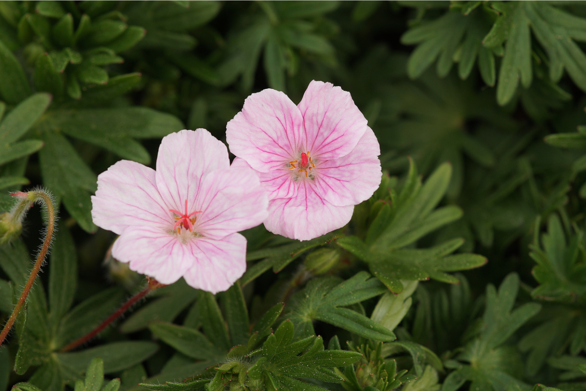 Geranium sanguineum 'Apfelblüte'