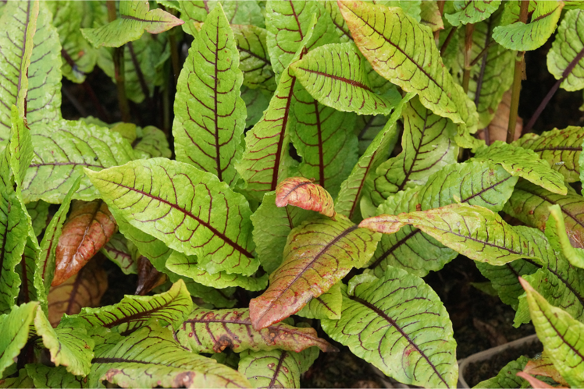 Rumex sanguineus var. sanguineus - Blut-Ampfer