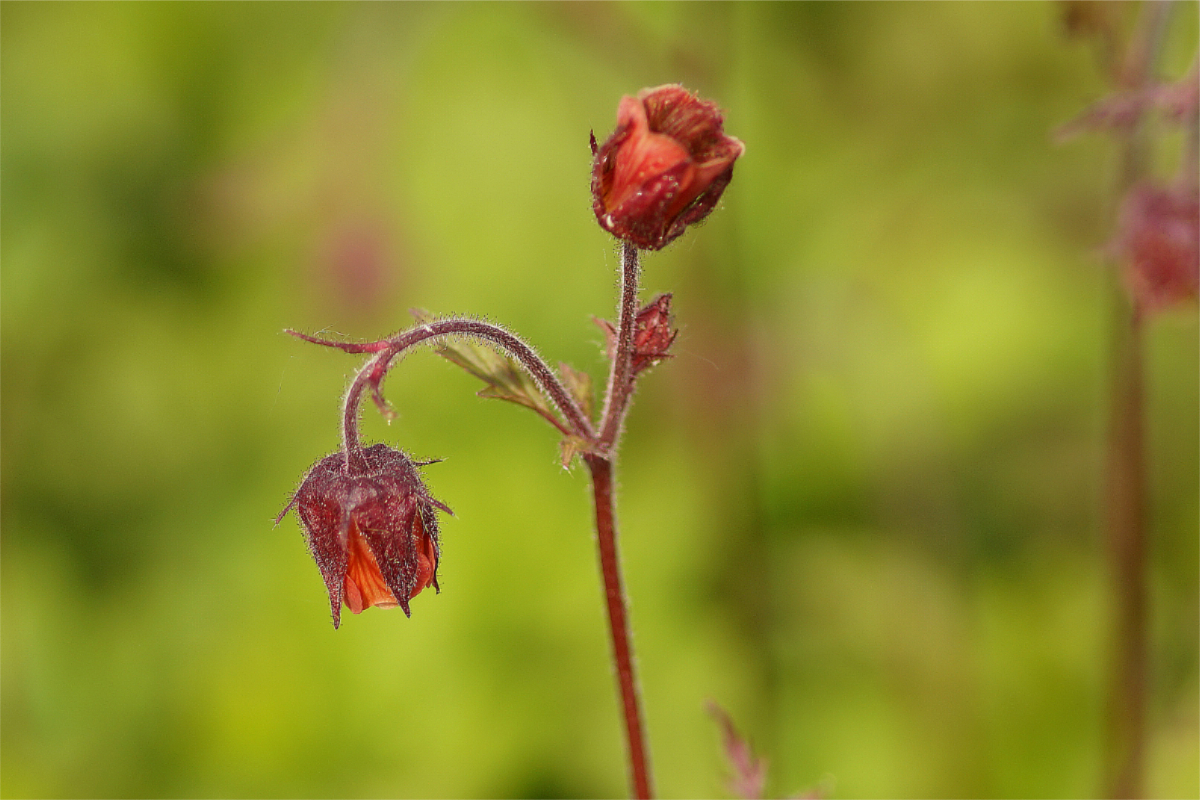 Geum rivale - Bachnelkenwurz