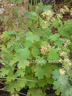 Macleaya cordata - Federmohn