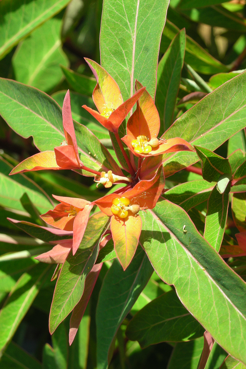 Euphorbia griffithii 'Fireglow'