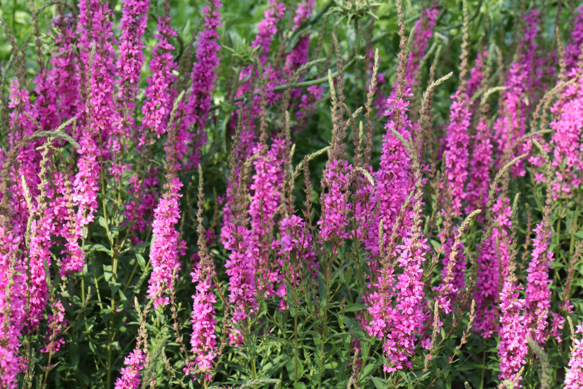 Lythrum salicaria