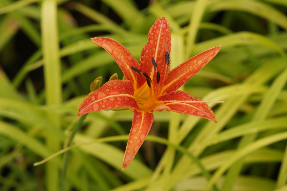 Hemerocallis fulva - Bahnwärter-, Braunrote Taglilie