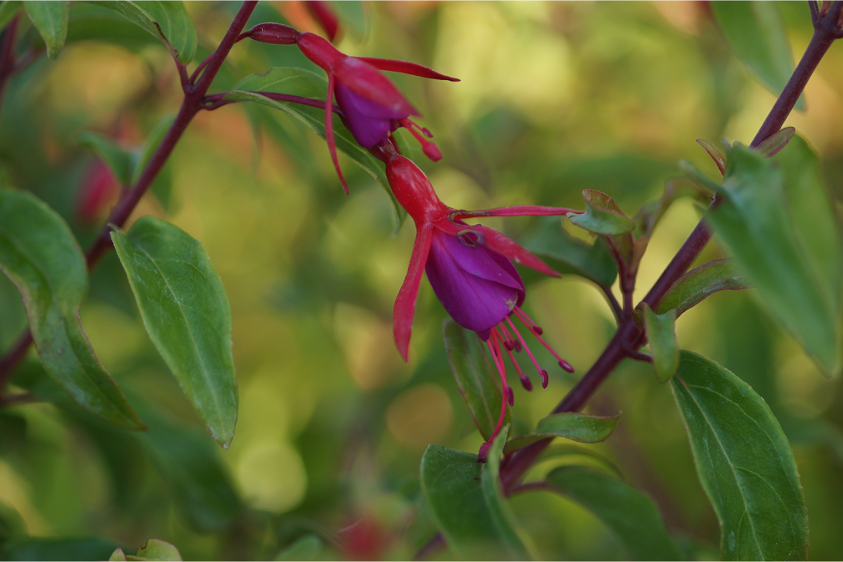 Fuchsia Hybride 'Bernisser Hardy'