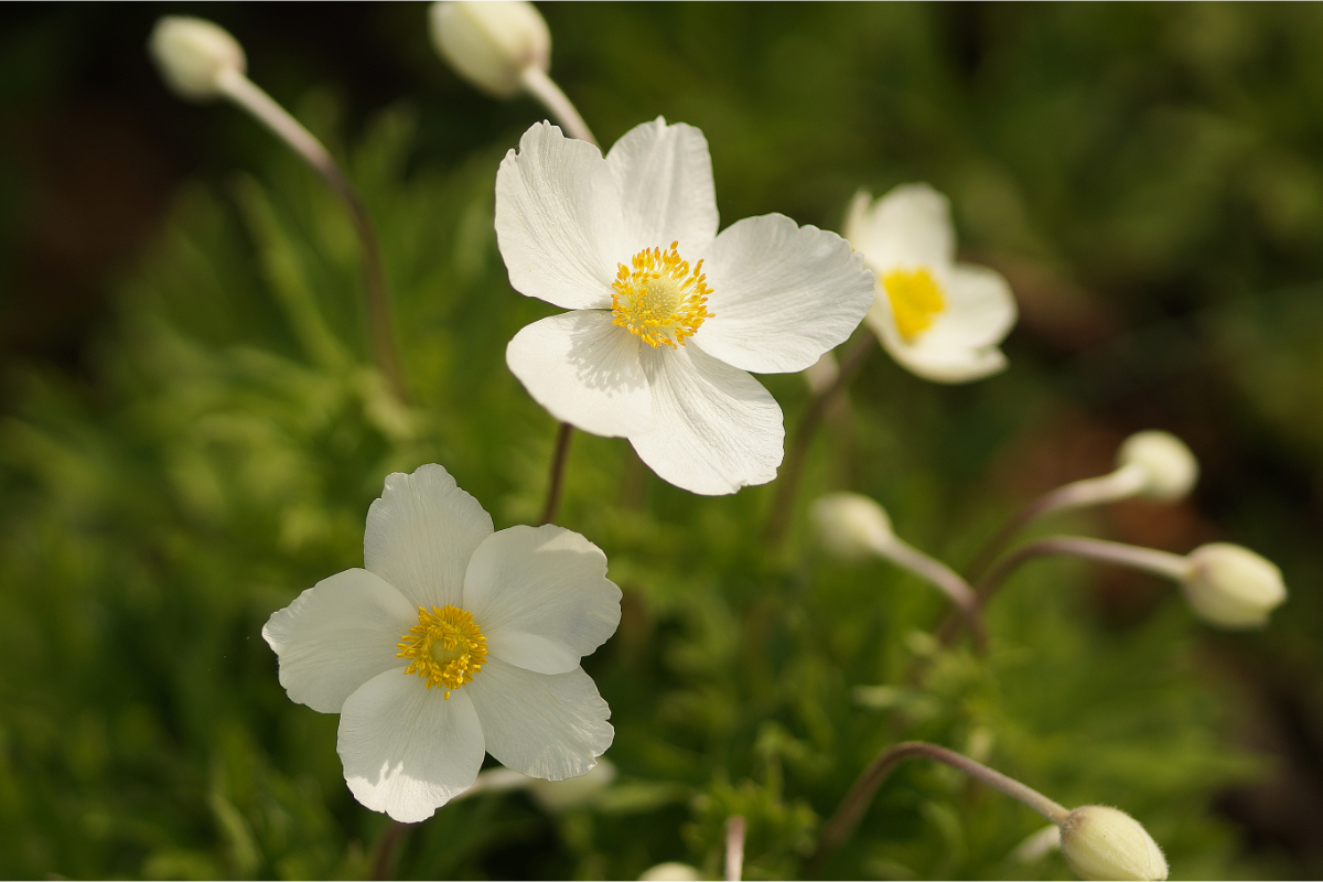 Anemone sylvestris - Waldanemone