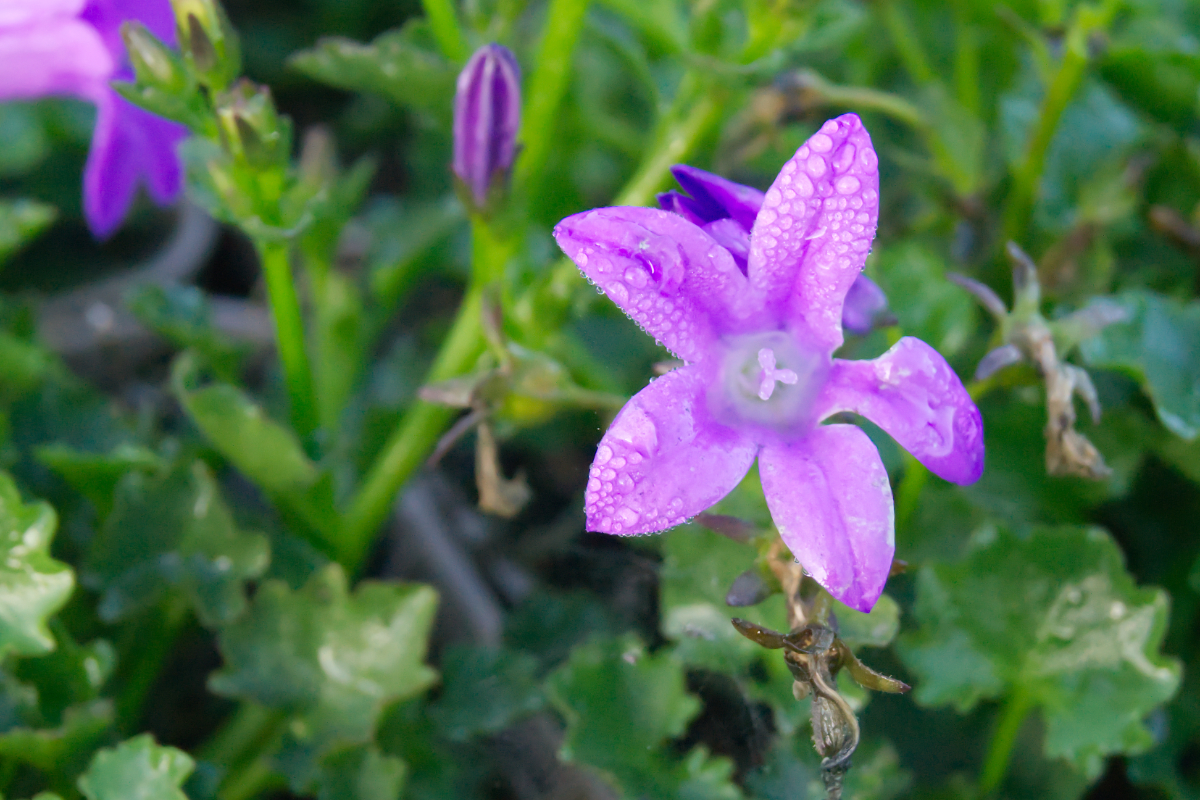 Campanula portenschlagiana 'Resholt'