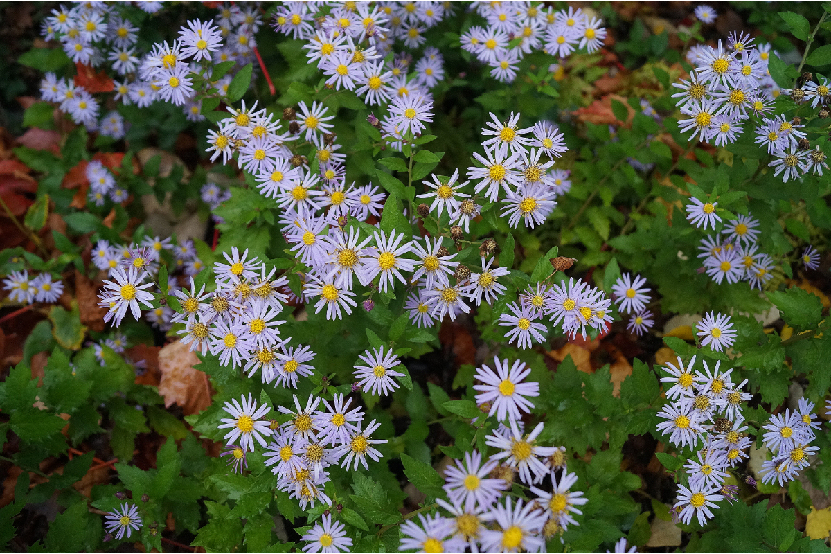 Aster ageratoides 'Asran' - Ageratumsähnliche Aster