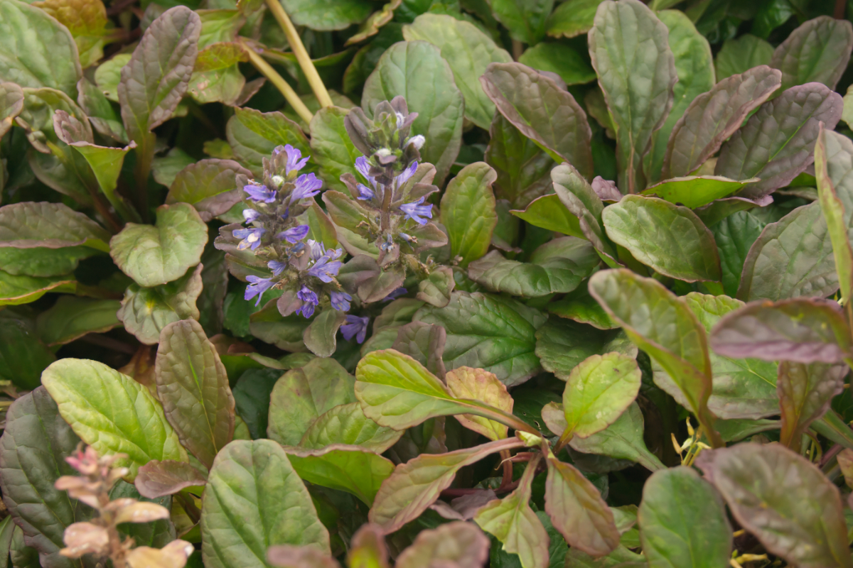 Ajuga reptans 'Catlins Giant' - Günsel