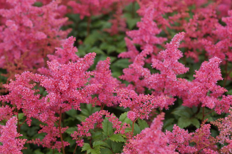 Astilbe Japonica-Hybr. 'Bremen'