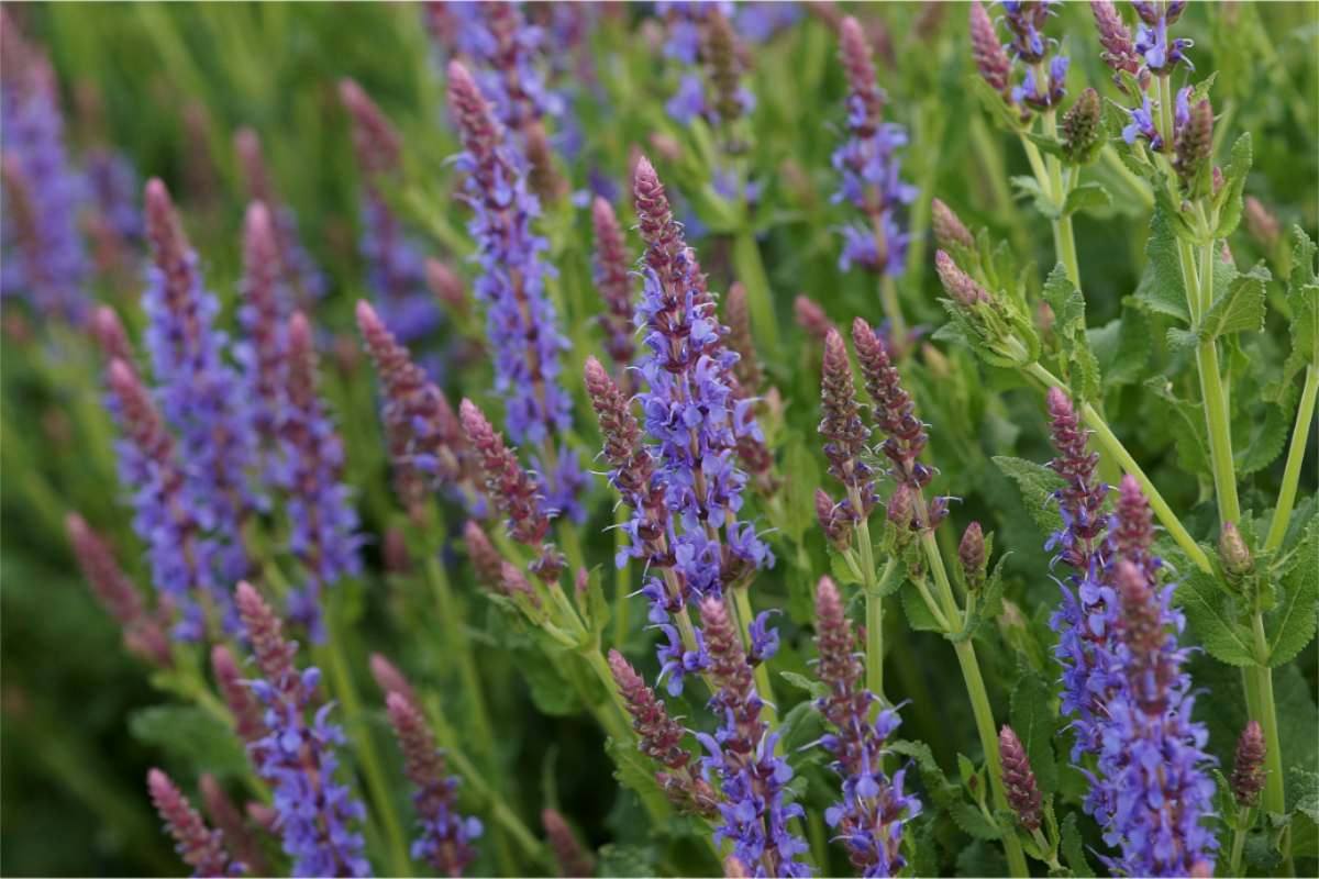 Salvia nemorosa 'Blauhügel' - Sommer-Gartensalbei