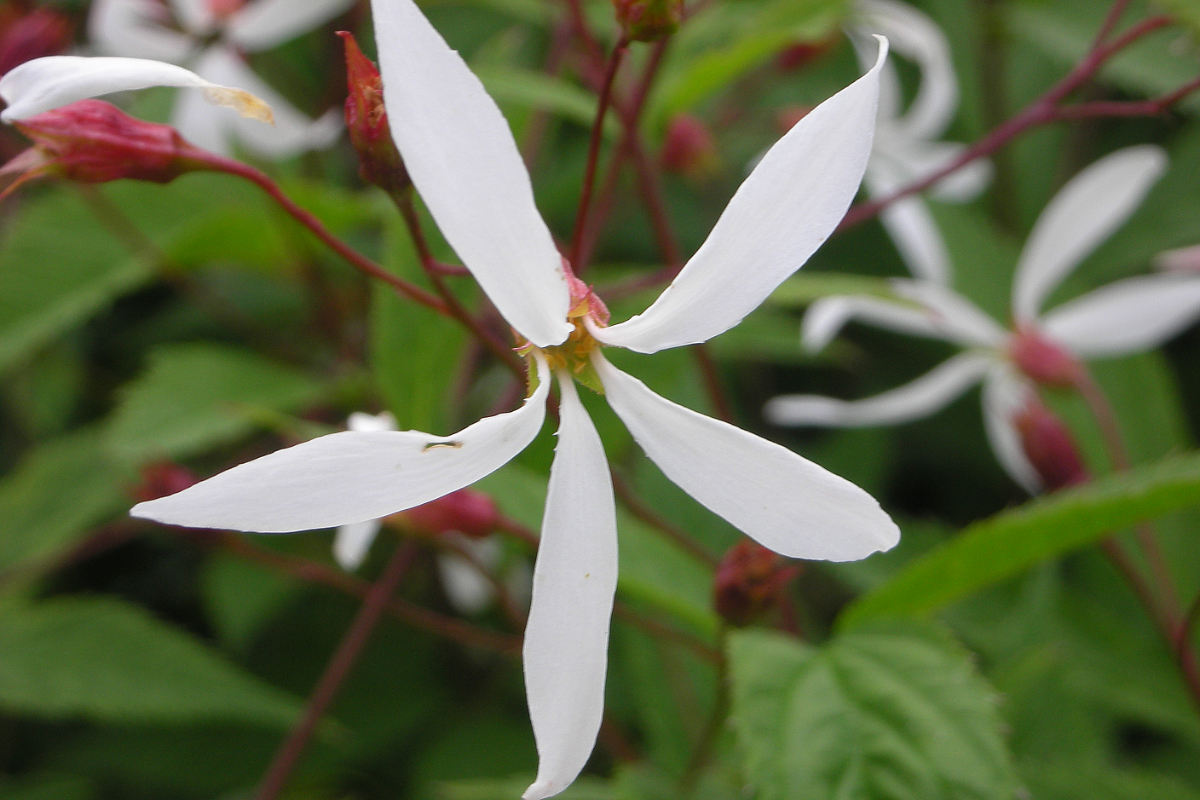 Gillenia trifoliata