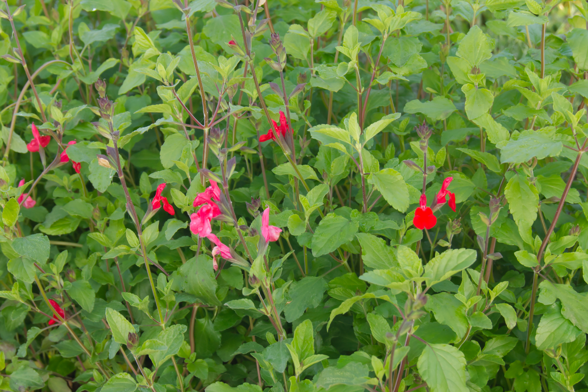Salvia microphylla 'Hot Lips'