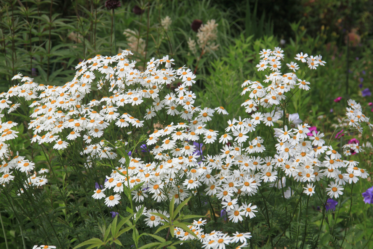 Tanacetum corymbosum (Chrysanthemum corymbosum)
