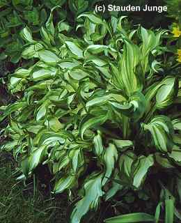 Hosta x undulata 'Univittata'