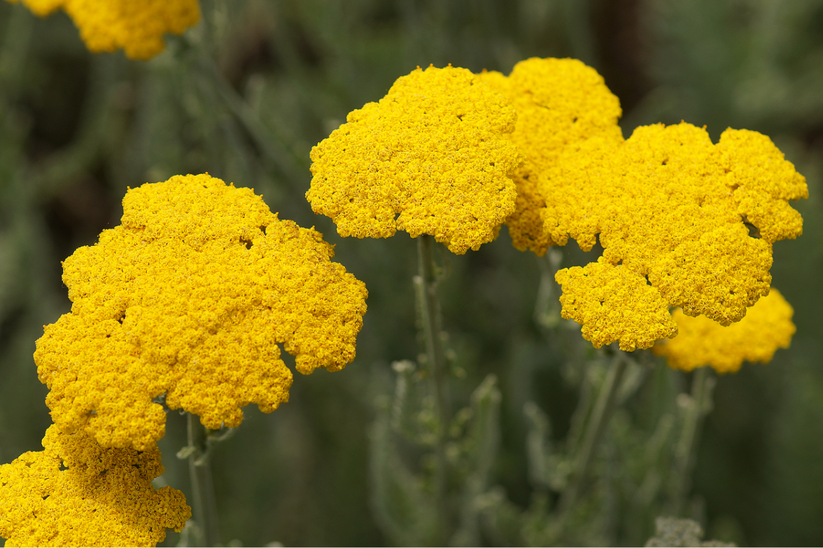 Achillea Clypeolata-Hybr. 'Schwellenburg' - Schafgarbe