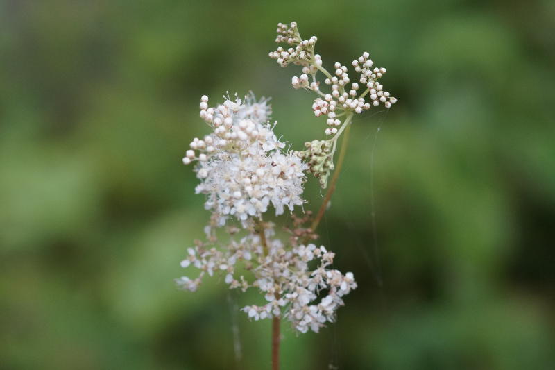Filipendula ulmaria - Sumpf-Mädesüß, Spierstaude